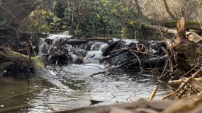 Un barrage formé par des castors crée des inondations dans plusieurs champs du Haut-Rhin.