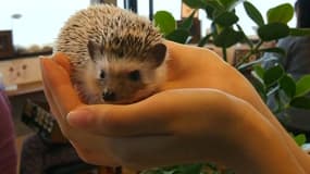 Comment résister à cette adorable créature?