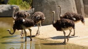 Des autruches au Parc zoologique de Paris, le 10 août 2015 (photo d'illustration)