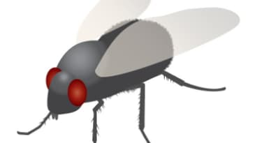 L'emoji mouche de Justin Bai, dessiné par Rebecca Blaesing.