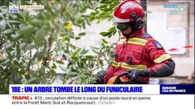 Paris: un arbre est tombé le long du funiculaire à Montmartre