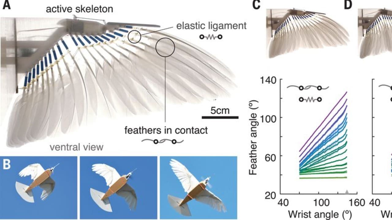 Schéma de l'aile du pigeon drone Schéma de l'aile du pigeon drone
