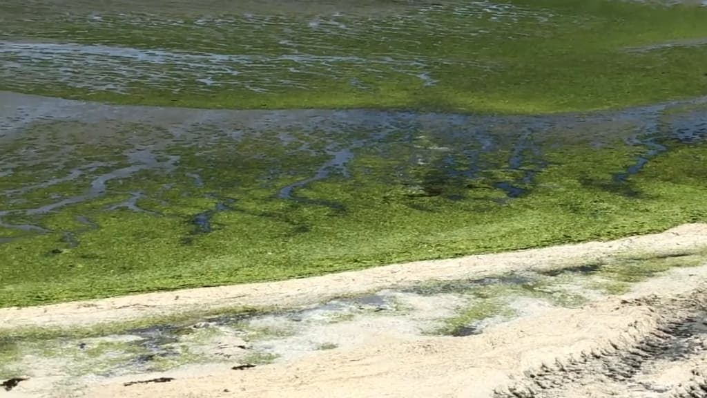 Lutte contre les algues vertes. Les associations en appellent à l'État