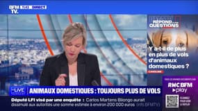 Y a-t-il de plus en plus de vols d'animaux domestiques ? BFMTV répond à vos questions