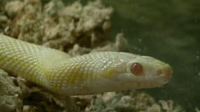 Le serpent albinos des Canaries menace la biodiversité des îles espagnoles.