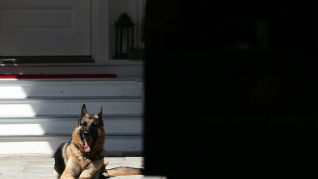 Champ, le berger allemand du couple Biden, à l'Observatoire naval de Washington, le 10 mai 2012
