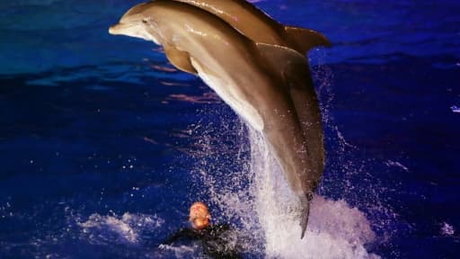 Un spectacle du Marineland d'Antibes, le 7 décembre 2016
