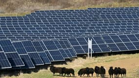 Des moutons dans le parc photovoltaique de Marcoussis, le 12 février 2024 dans l'Essonne