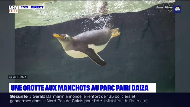 Belgique: une grotte aux manchots au parc Pairi Daiza