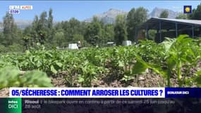 Sécheresse dans les Hautes-Alpes: certains champs toujours arrosés