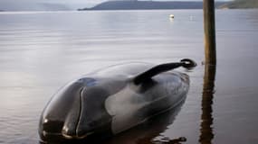 Les échouages de dauphins-pilotes sont fréquents, comme ici sur une plage de Macquarie Harbour, le 24 septembre 2020 sur la côte ouest de la Tasmanie.