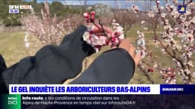 Alpes-de-Haute-Provence: le gel inquiète les arboriculteurs