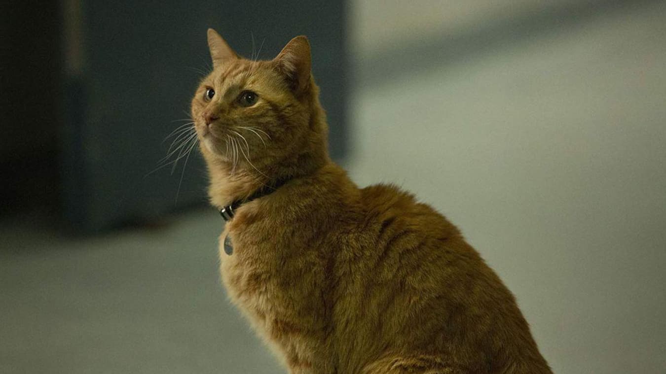 Goose le chat dans Captain Marvel