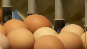 Scandale des œufs contaminés: ce que l'on risque