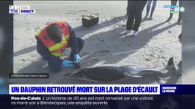 Boulogne-sur-Mer: le corps d'un dauphin retrouvé sur une plage