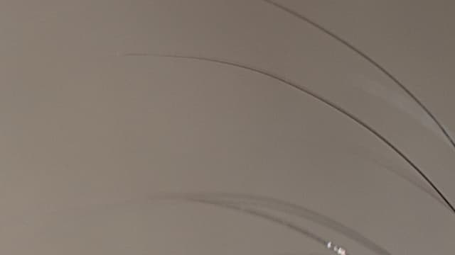 Thylamys elegans, une variété d'opposum d'Amérique du Sud. (Illustation)