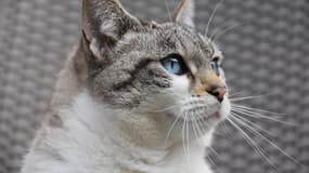 Un chat pris en photo le 13 décembre 2023. Photo d'illustration