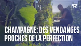 Champagne: des vendanges proches de la perfection en 2022