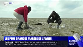 Les plus grandes marées de l'année ont commencé en Bretagne et Normandie