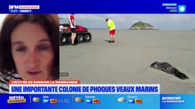 Mont-Saint-Michel: les touristes sensibilisés à la présence des phoques