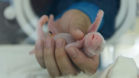 Un des jumeaux pandas nés samedi en Chine.