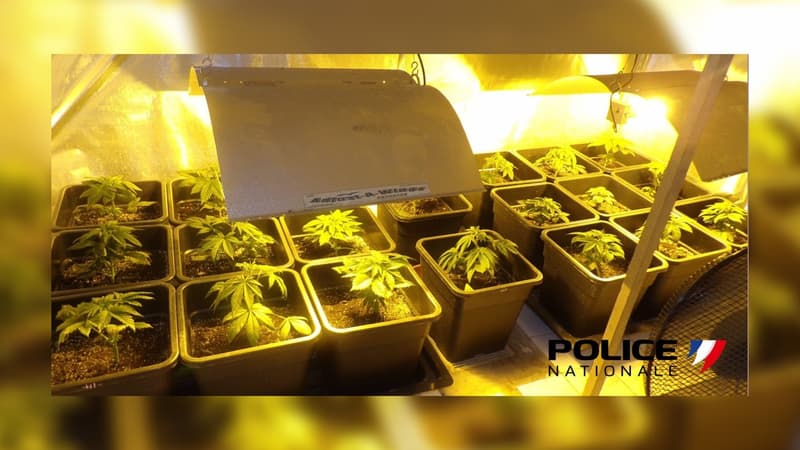 Une plantation de cannabis a été découverte dans une villa sur la commune de La Crau. 