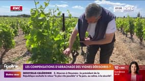 Vignes : les compensations d'arrachage dérisoires ?