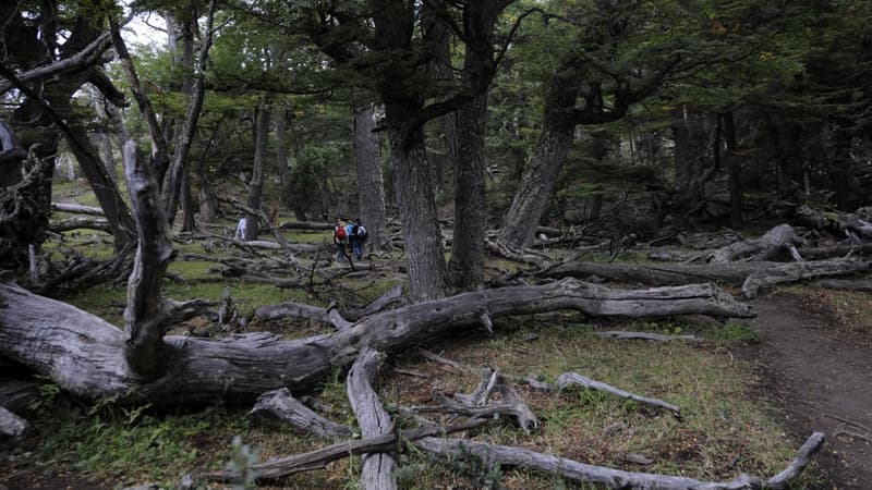 Des touristes dans une forêt de Patagonie.