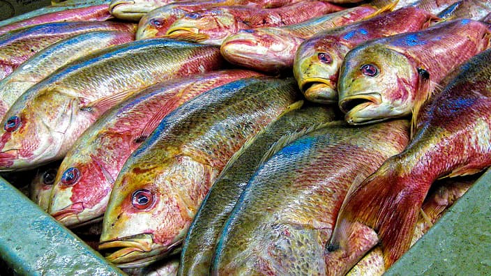 Les poissons présentés sur les étales pourront désormais avoir été nourrris pas des farines animales.