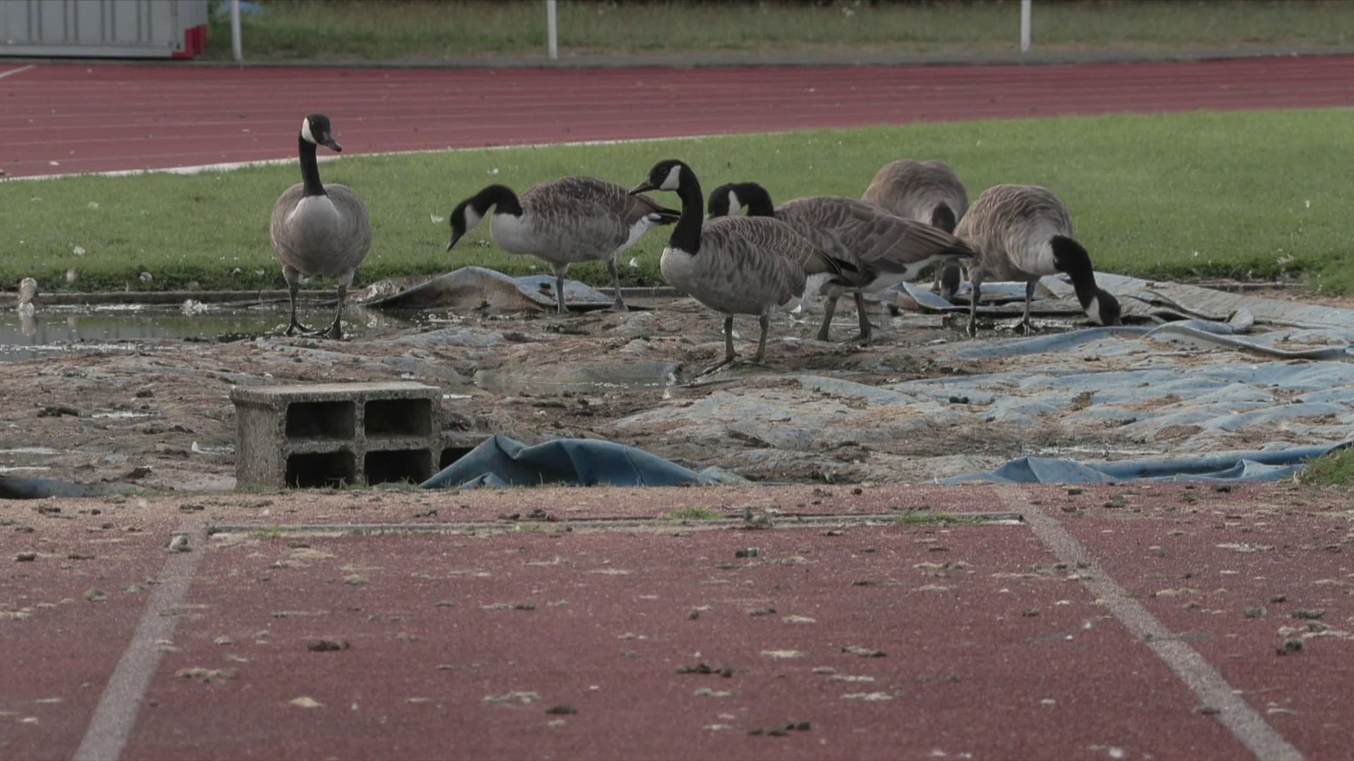 "DES TROUS PARTOUT SUR LE TERRAIN": EN ESSONNE, DES OIES PRENNENT D'ASSAUT LE STADE À DRAVEIL, LES CLUBS DE SPORT EXASPÉRÉS