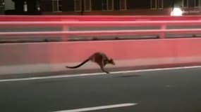 À Sydney, ce wallaby sautille sur le célèbre Harbour Bridge