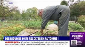 Tomates, poivrons, aubergines... En plein automne, ces légumes d'été continuent d'être récoltés