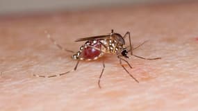 La Réunion touchée par une épidémie de dengue qui pourrait s'intensifier. 