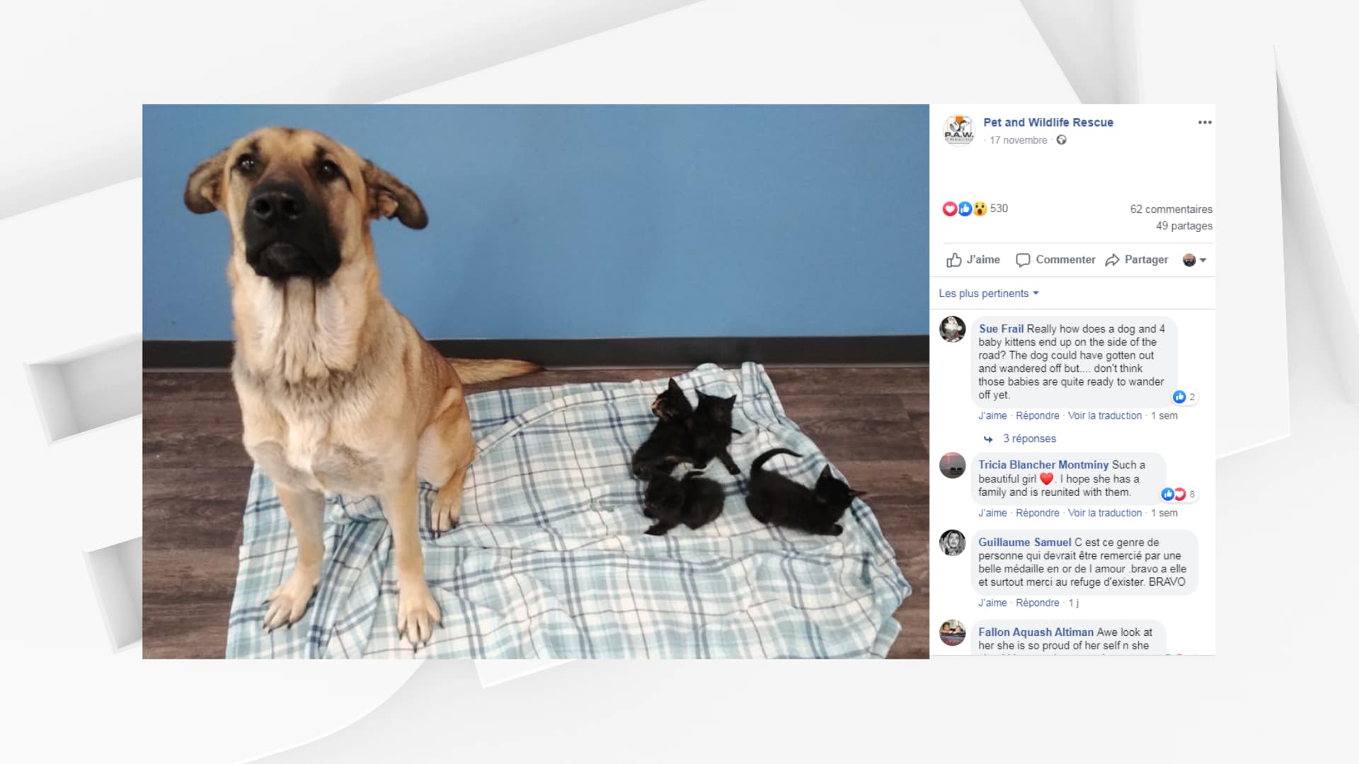Au Canada, un chien errant sauve du froid des chatons
