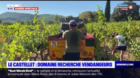 Le Castellet: des viticulteurs en difficulté pour trouver des vendangeurs