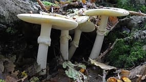 Des amanites phalloïdes (image d'illustration)