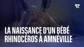 Les premières images de Mosl, le bébé rhinocéros qui vient de naître au zoo d'Amnéville