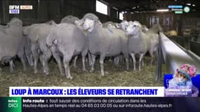 Attaques de loup à Marcoux: les éleveurs se retranchent