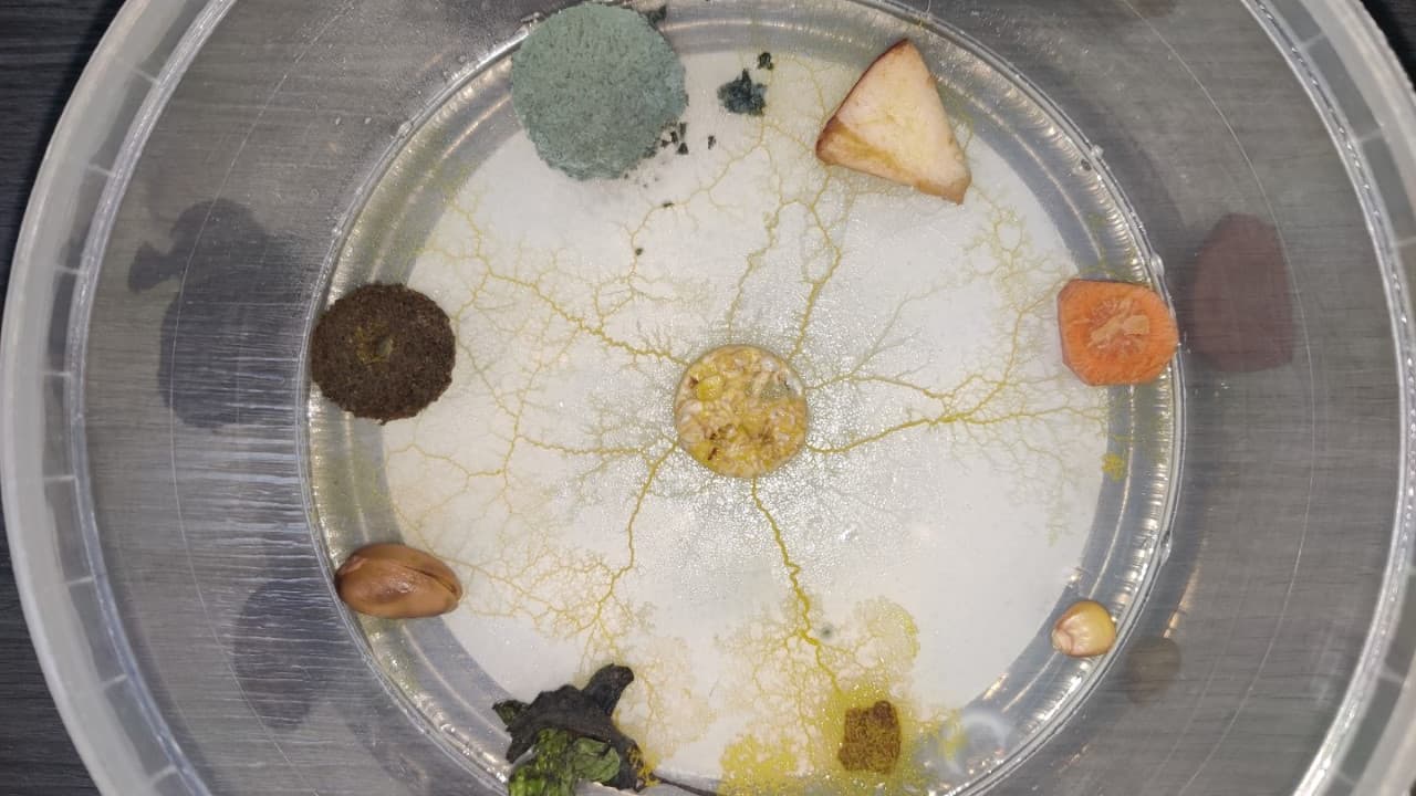 Le blob en train de se déployer pour atteindre des morceaux de nourriture mis par les élèves. Le blob en train de se déployer pour atteindre des morceaux de nourriture mis par les élèves.