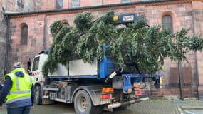 Les premiers sapins du marché de Noël de Sélestat (Bas-Rhin) sont arrivés ce mardi 5 novembre dans la commune. 