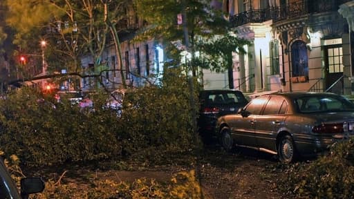 L'ouragan Sandy a également dévasté un grand nombre d'arbres dans les parcs New Yorkais