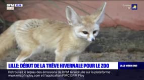 Lille: dernière journée d'ouverture du zoo avant la trêve hivernale