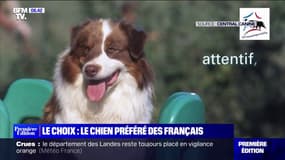 Le choix de Marie - Le berger australien, le chien préféré des Français 