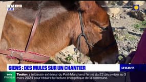 Giens: des mules plutôt que des hélicoptères sur un chantier