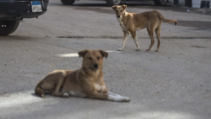 Tunisie: un sexagénaire meurt après une attaque de chiens errants