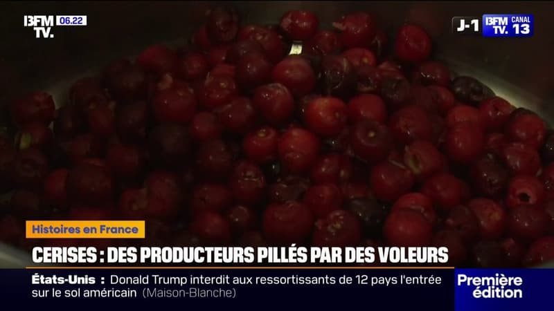 Chaque années, des producteurs de cerises sont victimes de pillages massifs