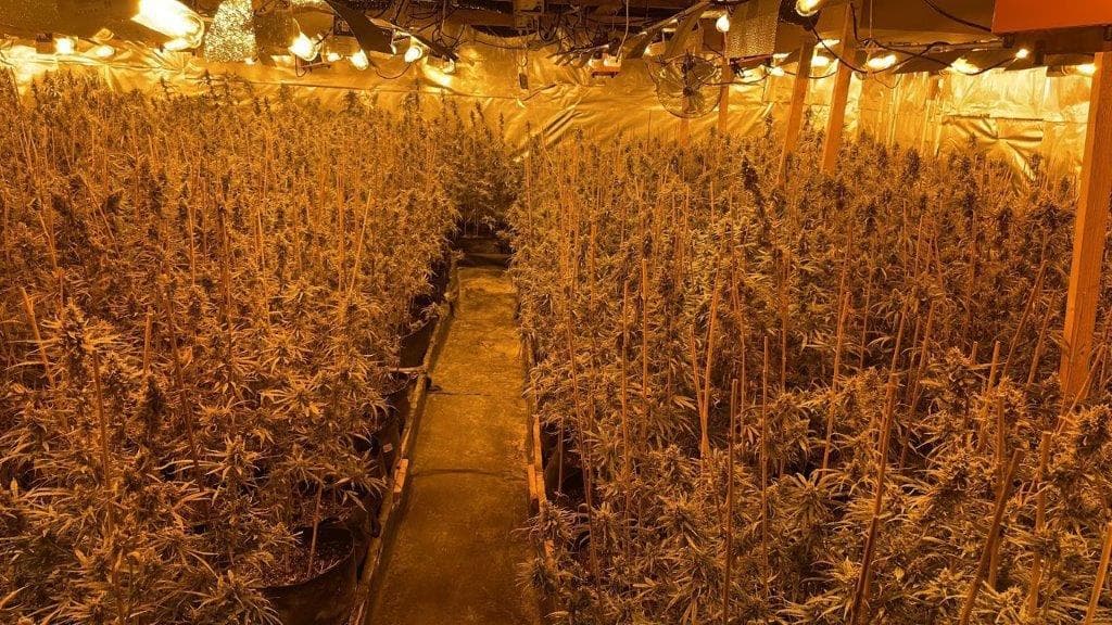 Des plans de cannabis découverts à Morette (Isère), lundi 3 juillet