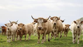 Des vaches de race Aubrac dans l'Aveyron, le 19 octobre 2022 (photo d'illustration).
