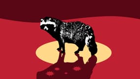 Un chien viverrin - illustration BFMTV.