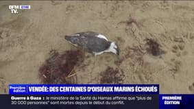 Des centaines d'oiseaux marins échoués  sur les plages de Vendée